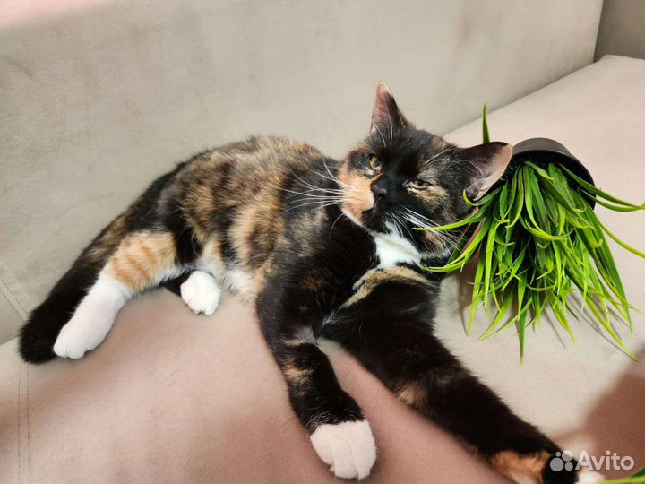 Трехцветная кошечка ищет дом