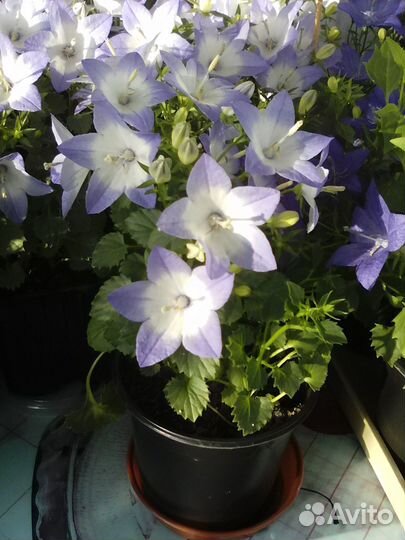 Кампанула сортовые