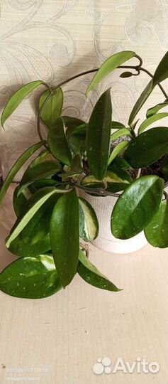 Хойя карноза