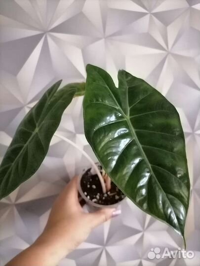 Алоказии разные