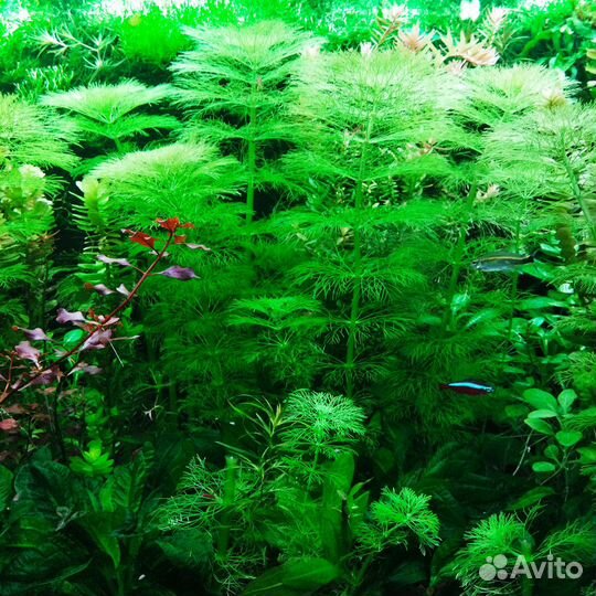 Аквариумные растения