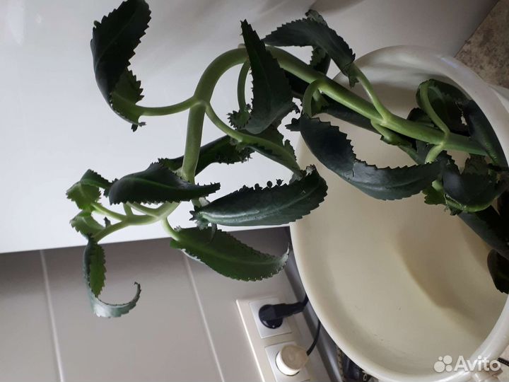 Каланхоэ лечебное