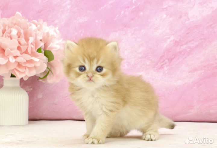 Шикарный кот шоколадная золотая шиншилла by12