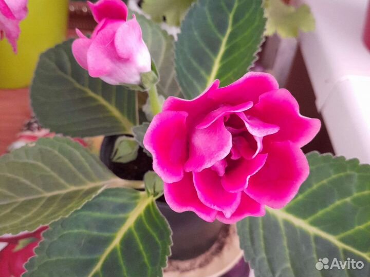 Глоксиния розовая