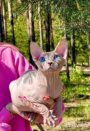 Доминантная программа синих глаз