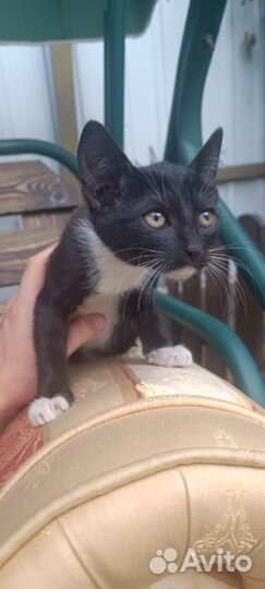 Котята в добрые руки бесплатно