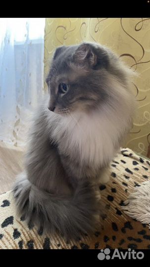 Котик в семью