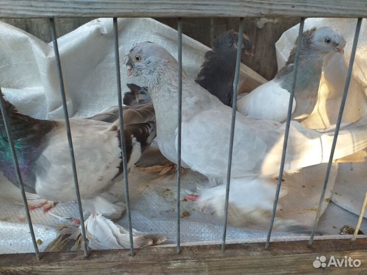 Голуби узбекские