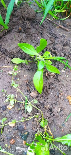 Петуньи многолетние