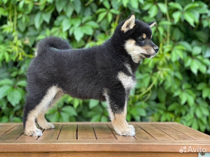 Сиба ину. Девочка