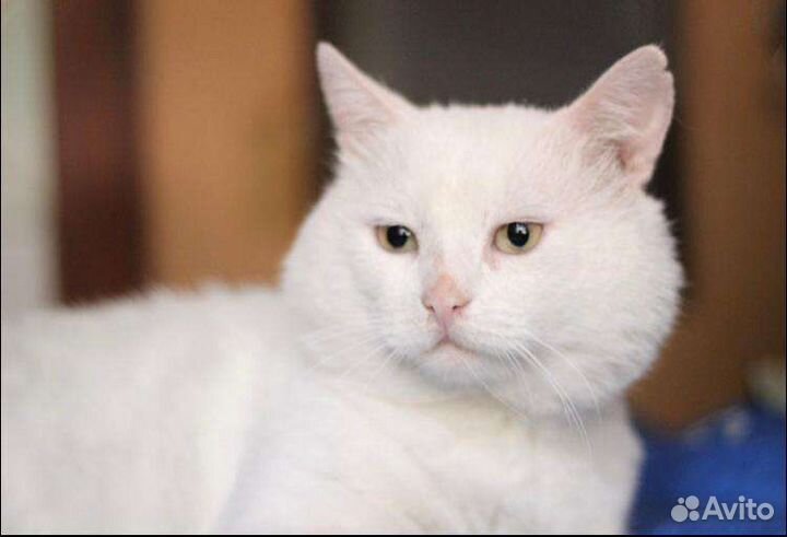 Роскошный Олаф ищет семью