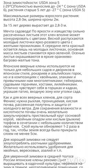 Клен Феникс