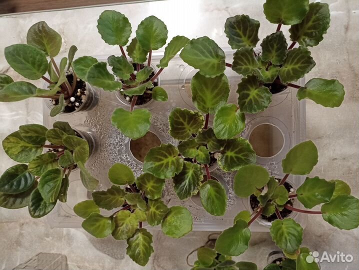 Фиалки сортовые