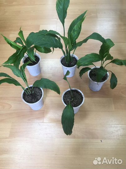 Женское счастье