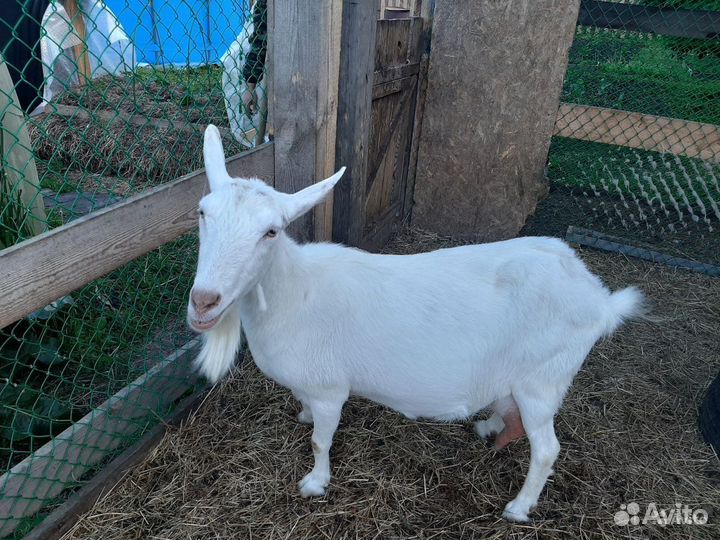 Чистокровные зааненские молочные козы, 5-8 литров