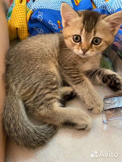 Британские котята