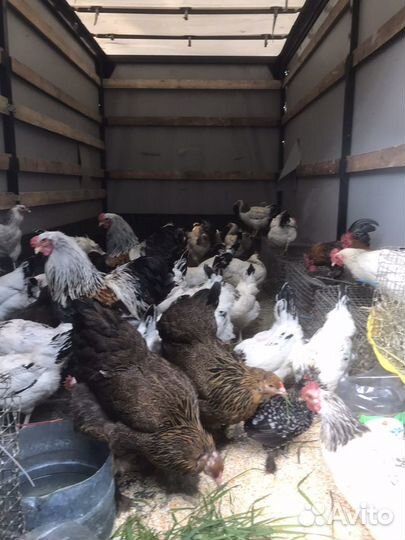 Несушки Адлерские Серебристые,Брама