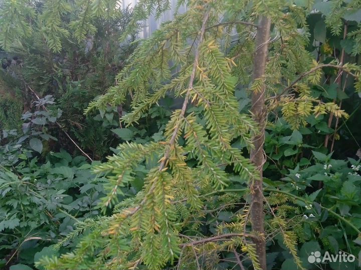 Тсуга канадская 2 шт