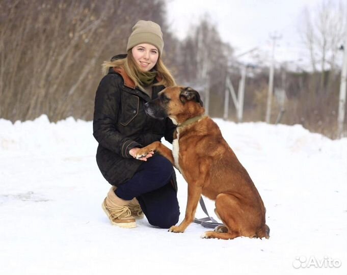 Собака в добрые руки