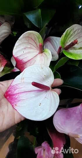 Антуриумы подарок