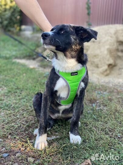 Собака в добрые руки отдам бесплатно