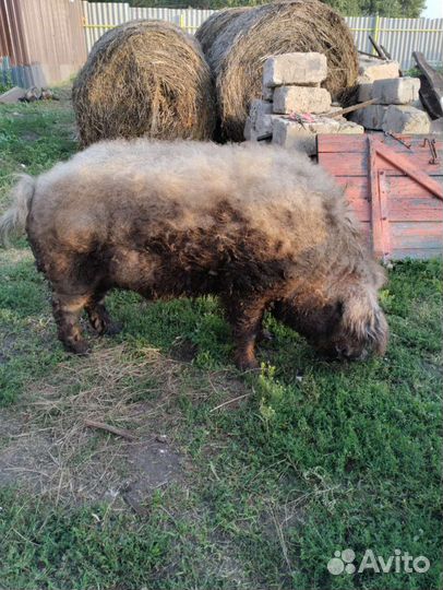 Кабан на мясо