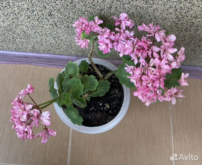 Пеларгония герань