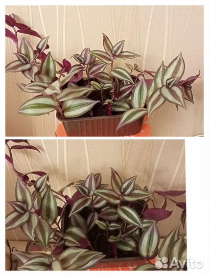 Кислица оксалис, традесканция