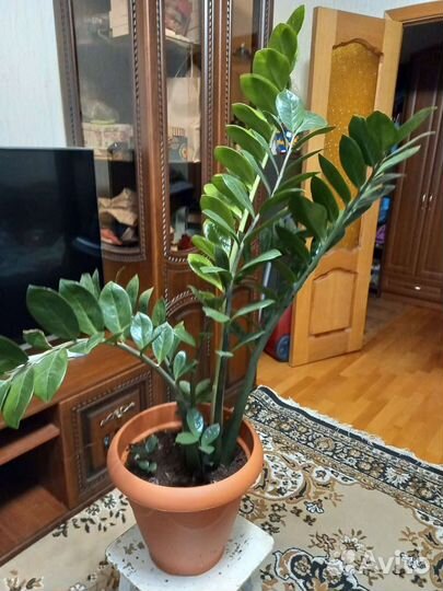 Замиокулькас