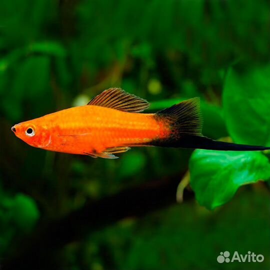 Меченосцы, сапфировый попугай