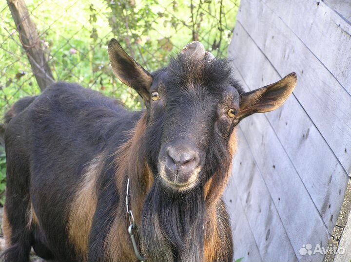 Альпийские козы