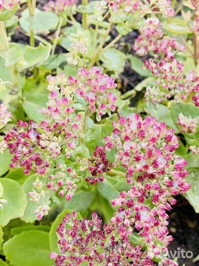 Очиток (седум)