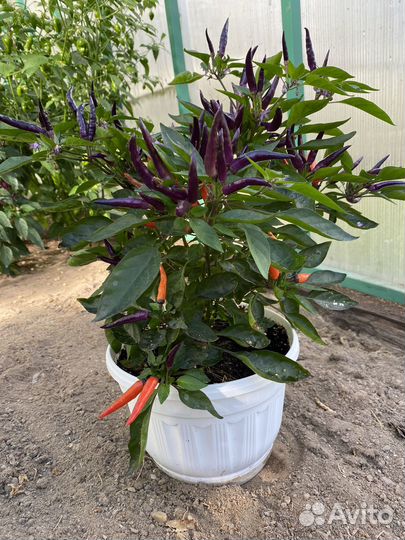 Семена острого перца