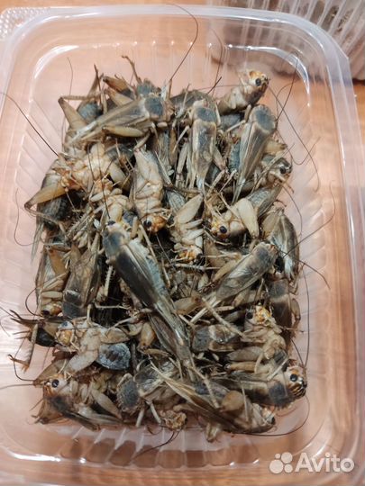 Банановые сверчки. Заморозка