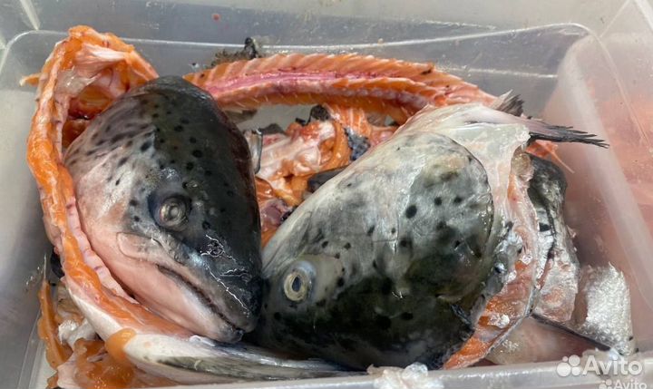 Обрезки лосося