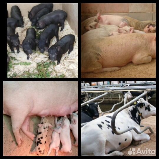 Опилки Стружка древесная