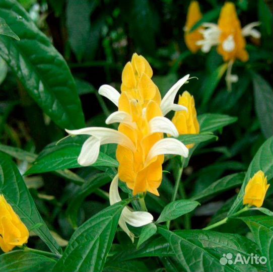 Пахистахис