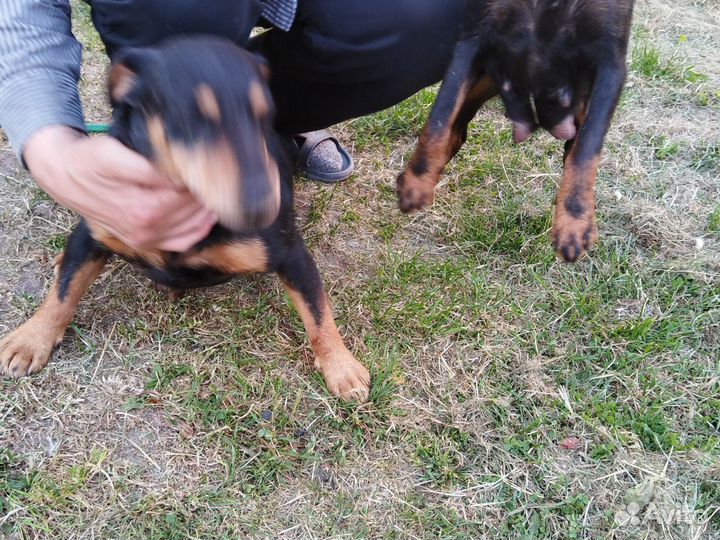 Щенки ягдтерьера