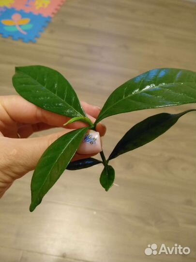 Гардения жасминовидная