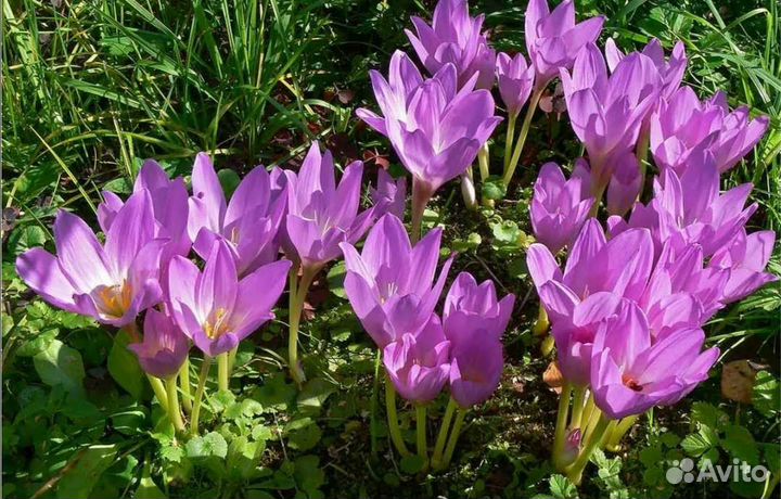 Безвременник