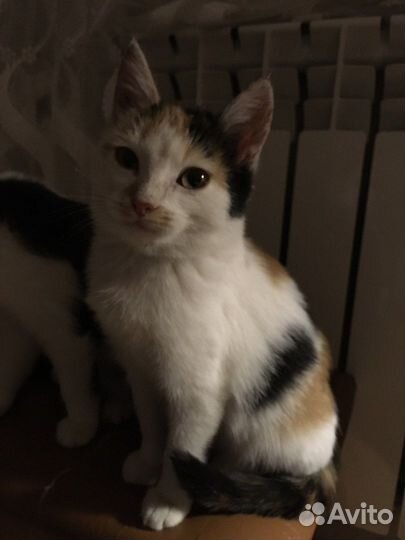 Котята в добрые ручки
