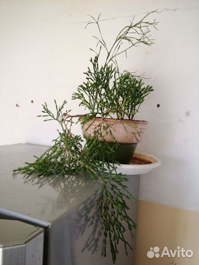 Суккулент Рипсалис Хатиора 70 см