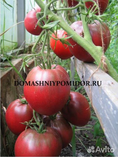 Семена коллекционных томатов