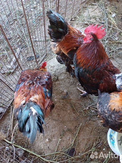 Молодые петухи