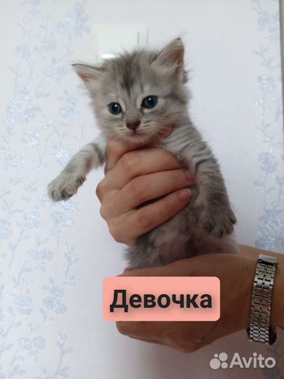 Котята 1 месяц