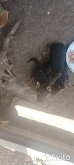 Щенки немецкой овчарки