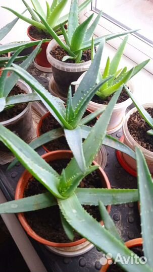 Комнатные цветы алоэ