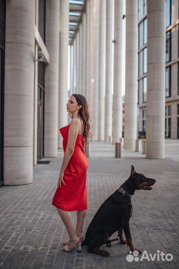 Фотосессия с доберманом