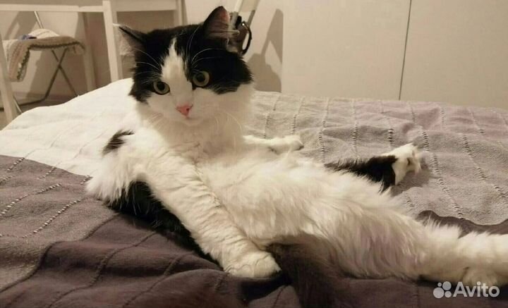 Подарите дом Муре