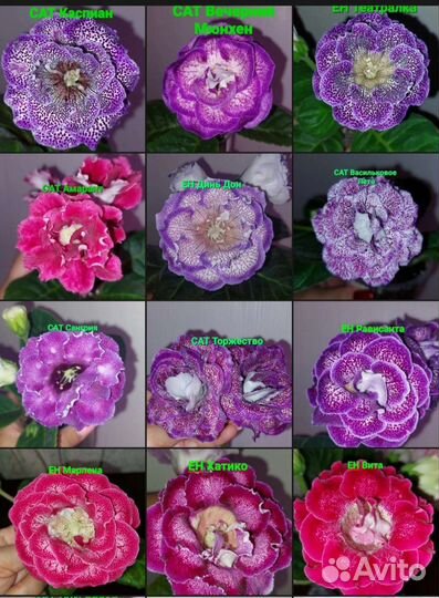 Клубни сортовых глоксиний